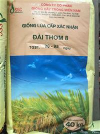 Phân biệt giống lúa Đài Thơm 8 thật và giả