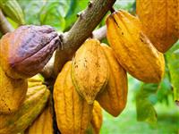 Giá cacao hưởng lợi