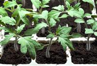 Cây trồng cần những lợi ích gì từ phân bón lá